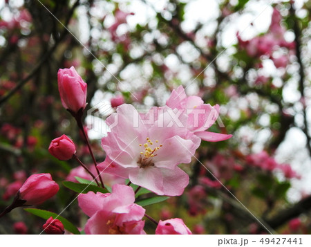 海棠　ハナカイドウ　 Hall crabapple  49427441