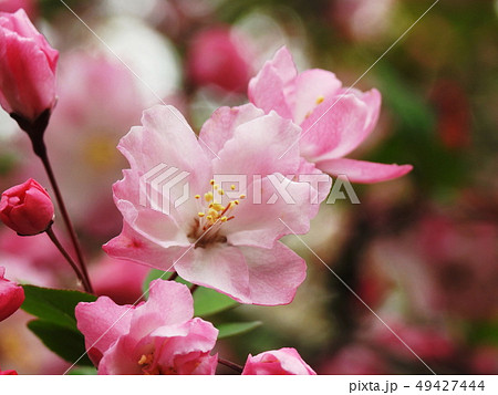 海棠 ハナカイドウ Hall crabapple 海棠 ハナカイドウ Hall crabapple 49427444