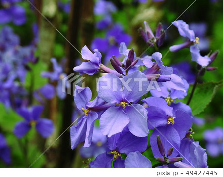 ショカツサイ　オオアラセイトウ　 Orychophragmus violaceus 49427445