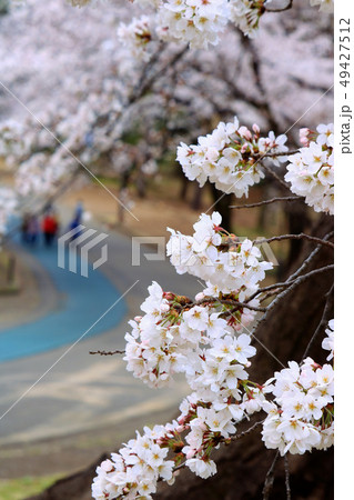 桜のトンネル 桜のトンネル 49427512