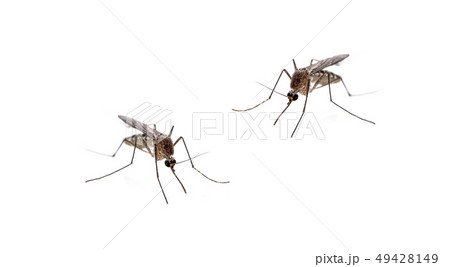 Mosquito isolated on white background Mosquito isolated on white background 49428149