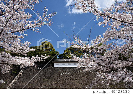 皇居 乾通りの桜 皇居 乾通りの桜 49428159