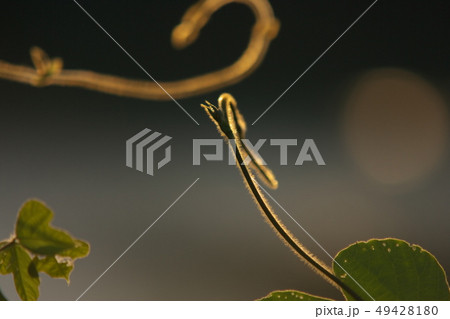 つる植物02 つる植物02 49428180
