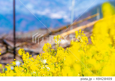 菜の花 菜の花畑 甲州市 山梨県 の写真素材