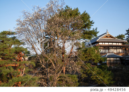 前橋公園　臨江閣　群馬県 49428456