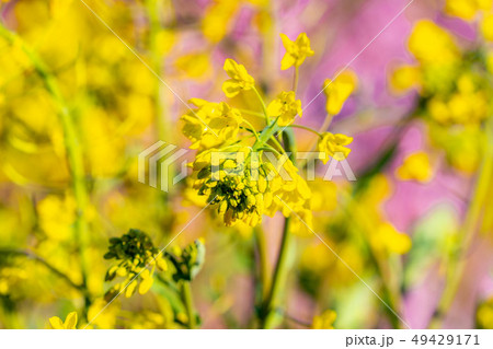 菜の花　菜の花畑　甲州市　【山梨県】 49429171