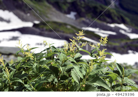 北アルプスの槍穂縦走中にみつけたオンタデ 49429396