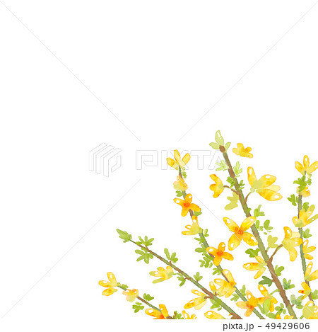 レンギョウ フレーム 水彩画のイラスト素材