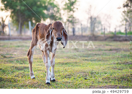 Brown calf walking in grazing Brown calf walking in grazing 49429759