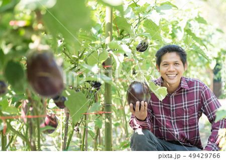 Asian farmer harvesting eggplant Asian farmer harvesting eggplant 49429766