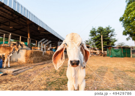 White calf in the farm 49429786