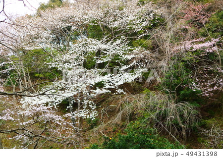 裏山に咲く美しい桜 裏山に咲く美しい桜 49431398