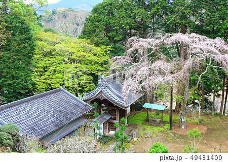 しだれ桜とお寺 49431400