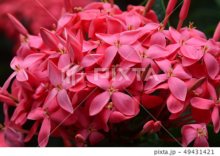 Ixora flower blossom in a garden. Red spike 49431421