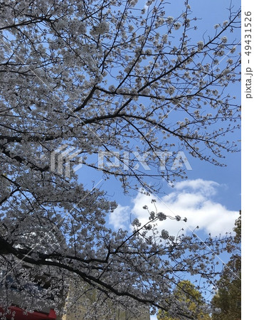 桜と空1 桜と空1 49431526