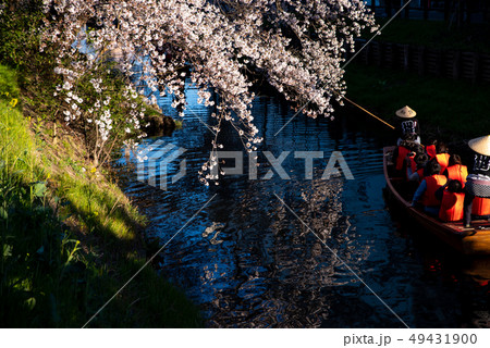 川岸の桜と舟遊 川越景観百選 新河岸川の桜並木 e-1 川岸の桜と舟遊 川越景観百選 新河岸川の桜並木 e-1 49431900