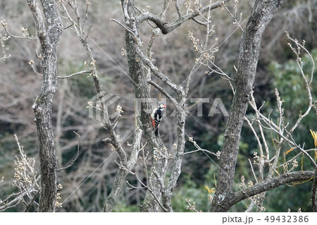 アカゲラ (赤啄木鳥) アカゲラ (赤啄木鳥) 49432386