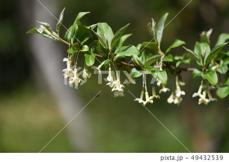ナツグミの花 49432539