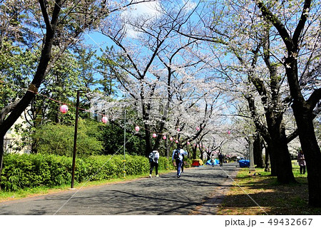 満開の桜 満開の桜 49432667