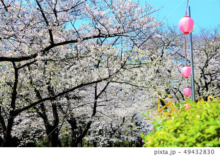 満開の桜 満開の桜 49432830