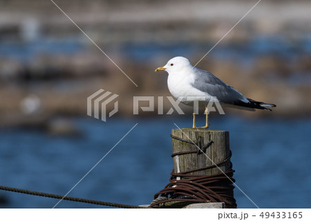 Common Gull on a wooden post Common Gull on a wooden post 49433165