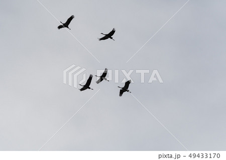Flying cranes silhouettes 49433170