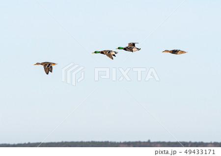 Beautiful Mallards flying in a line 49433171