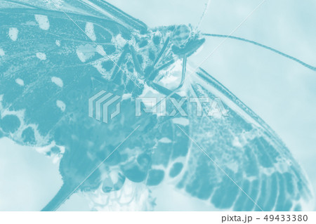 butterfly in nature 49433380