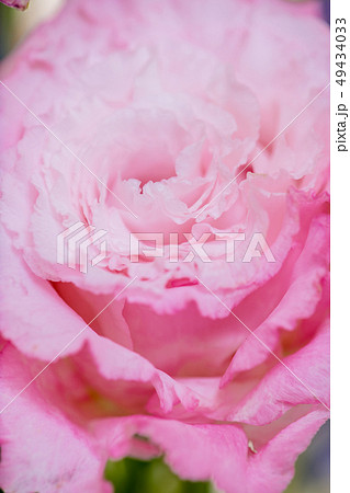 切り花のピンク色トルコキキョウ トルコ桔梗 ピンクのカーネーション プレゼント 母の日 花束の写真素材