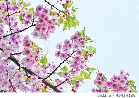 ピンクの桜の花 49434139