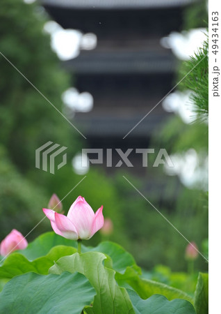 東寺に咲く蓮の花 東寺に咲く蓮の花 49434163