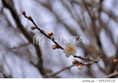 松川湖の梅 49434518
