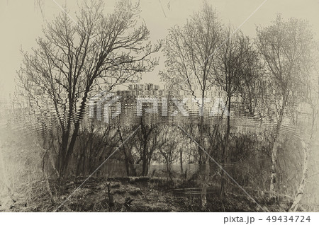 black and white photo of the reflection of trees in the water underwater world 49434724