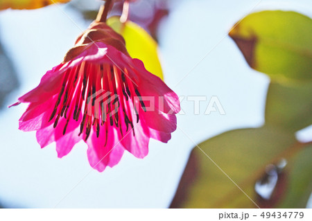 ピンクのシャクナゲモドキの花 ピンクのシャクナゲモドキの花 49434779