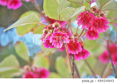 ピンクのシャクナゲモドキの花 49434843