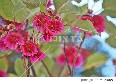 ピンクのシャクナゲモドキの花 ピンクのシャクナゲモドキの花 49434869