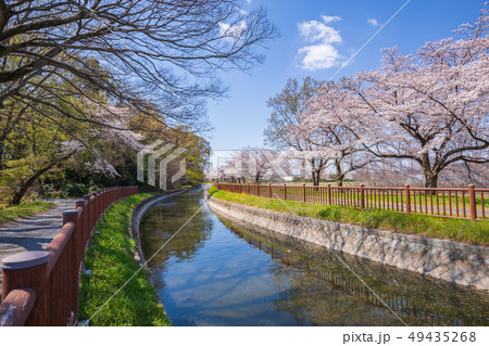 見沼代用水と桜並木 見沼代用水と桜並木 49435268