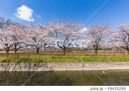 見沼代用水と桜並木 見沼代用水と桜並木 49435269