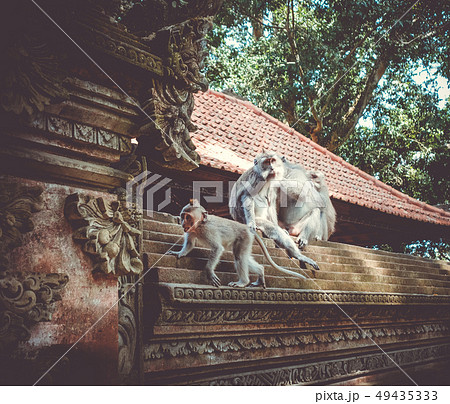 Monkeys on a temple roof in the Monkey Forest, 49435333