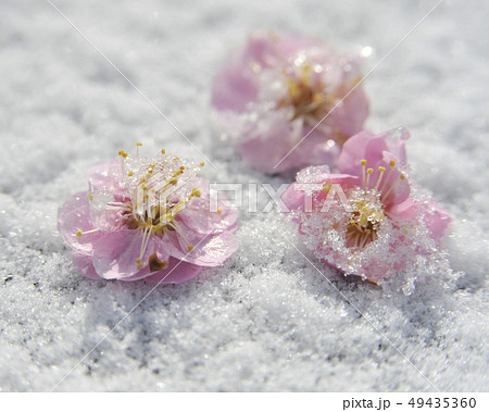 花　雪　花と雪 49435360