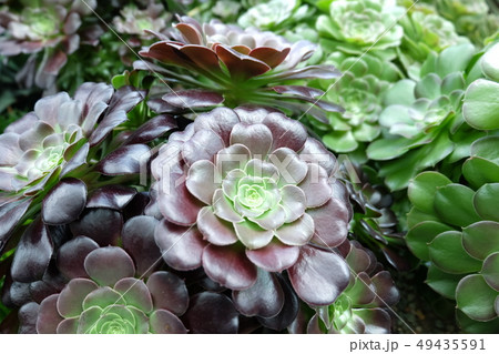 黒法師 黒法師 49435591