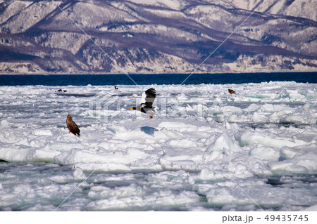 鷲 オオワシ 北海道 オホーツク海 遊覧船 クルーズ船 流氷 鷲 オオワシ 北海道 オホーツク海 遊覧船 クルーズ船 流氷 49435745