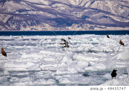 鷲 オオワシ 北海道 オホーツク海 遊覧船 クルーズ船 流氷 鷲 オオワシ 北海道 オホーツク海 遊覧船 クルーズ船 流氷 49435747