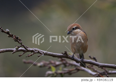 モズのメス モズのメス 49436119