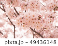 桜 49436148