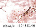 桜 49436149