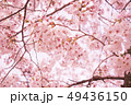 桜 49436150