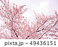 桜 49436151