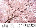 桜 49436152