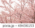 桜 49436153
